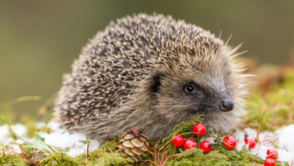 Wallpaper Closeup, Hedgehog, Green, Background, View