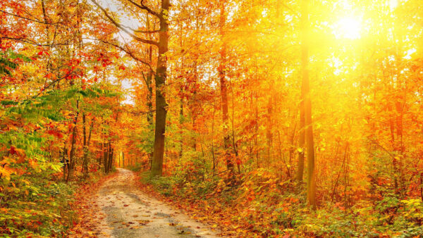 Wallpaper Scenery, Sunrays, Autumn, With, Green, Path, Trees, Sand, Forest, Leafed, Between, Orange