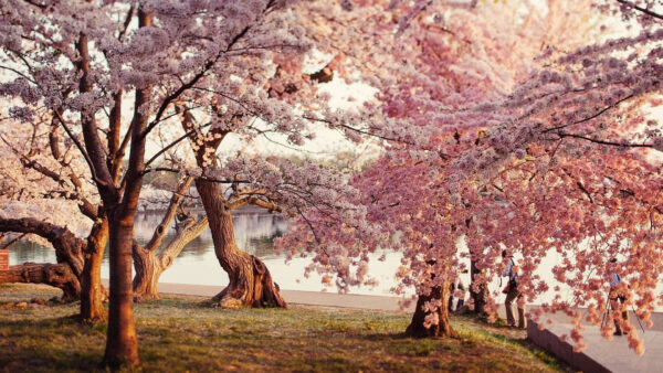 Wallpaper During, Pink, Tree, Blossom, Flowers, Daytime, Spring, Branches