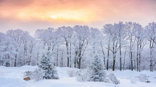 Wallpaper Beautiful, Covered, Sunset, Frozen, Scenery, Forest, Snow, During, Winter, Trees