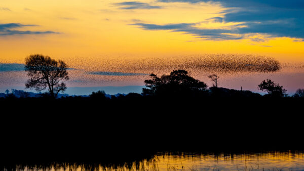 Wallpaper Dark, Mobile, Reflection, Birds, Background, Desktop, Trees, Nature, Silhouettes, Sunset