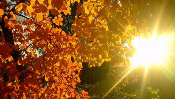 Wallpaper Nature, Branches, Tree, Sunbeams, Autumn, Leaves, Patches, Light, Yellow