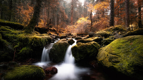 Wallpaper Trees, Autumn, Forest, Rocks, Nature, Between, Algae, Orange, Yellow, Covered, Waterfalls, Background