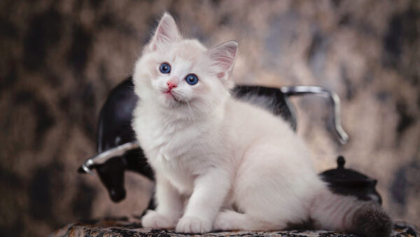 Wallpaper Blue, White, Table, Fur, Cat, Kitten, Eyes, Sitting