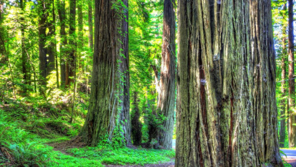 Wallpaper Leaves, Nature, Tree, Daytime, Trunks, Green, During, Plants