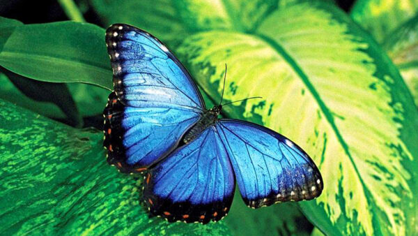 Wallpaper Leaves, Black, Butterfly, Green, Blue