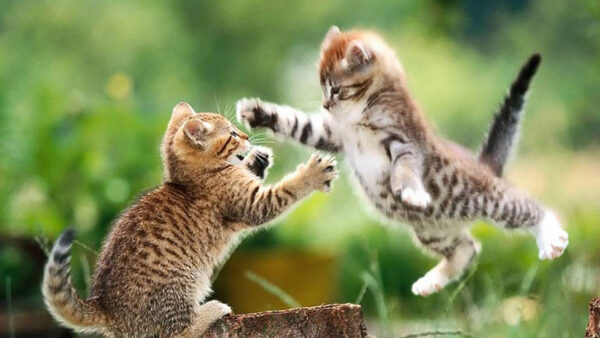 Wallpaper Expressions, Blur, Background, Green, Face, Funny, Kittens, Fighting, Cat
