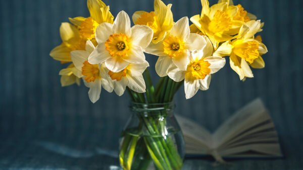 Wallpaper White, Vase, Nature, Mobile, Desktop, Flowers, Yellow