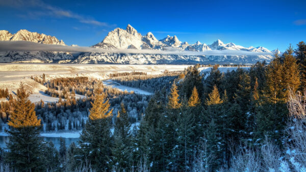 Wallpaper Background, Trees, Forest, View, Sky, White, Landscape, Green, Mountains, And, Covered, Blue, Snow, Nature