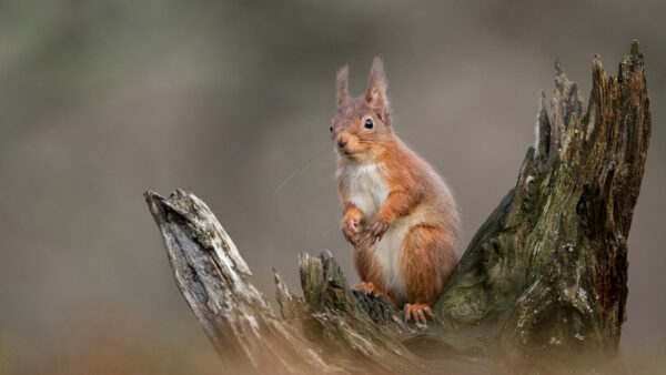 Wallpaper Tree, Standing, Brown, Squirrel, With, Look, Stare, Trunk, White