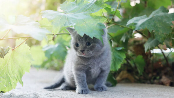 Wallpaper Under, Cat, Kitten, Ash, Green, Leaves, Cute