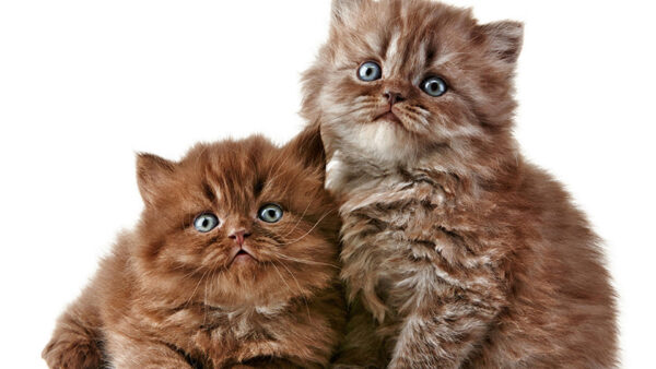 Wallpaper Blue, Background, Kittens, Two, Brown, Cat, White, Eyes, Cute, Fur