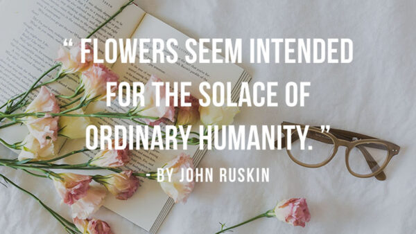 Wallpaper Seem, Solace, The, Intended, For, Humanity, Inspirational, Flowers, Ordinary