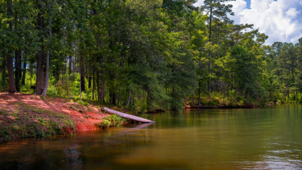 Wallpaper Under, Lake, Clouds, Nature, Forest, Sky, Trees, Green, Between, White