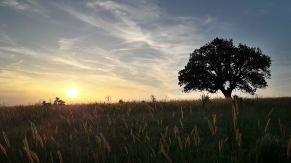 Wallpaper During, Nature, Field, Tree, Branches, Sunset, Paddy