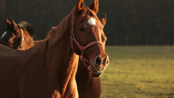 Wallpaper Are, Grass, Green, Horse, Horses, Standing