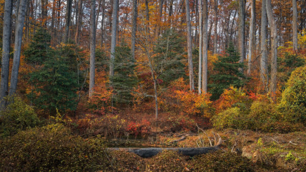 Wallpaper Green, Trees, Wood, Leaves, Nature, Orange, Lake, Bushes, Forest, Scenery, Autumn, Yellow, Background