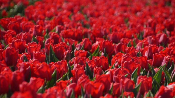 Wallpaper Background, Desktop, Green, Blur, With, Flowers, Leaves, Mobile, Tulip, Field, Red, Plants