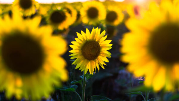 Wallpaper Green, Plants, Blur, Sunflower, Background, Flowers, Petals, Leaves, Field