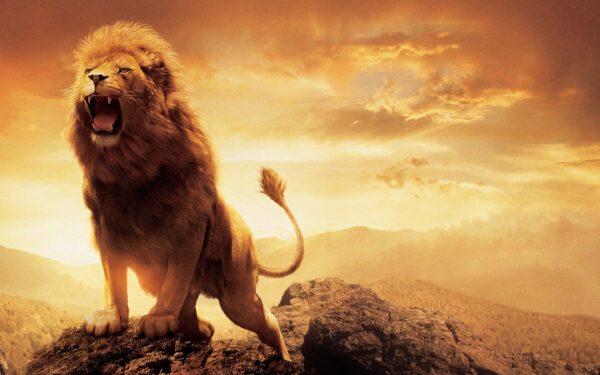 Wallpaper Narnia, Lion, Aslan