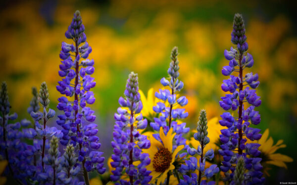 Wallpaper Wildflowers, Washington