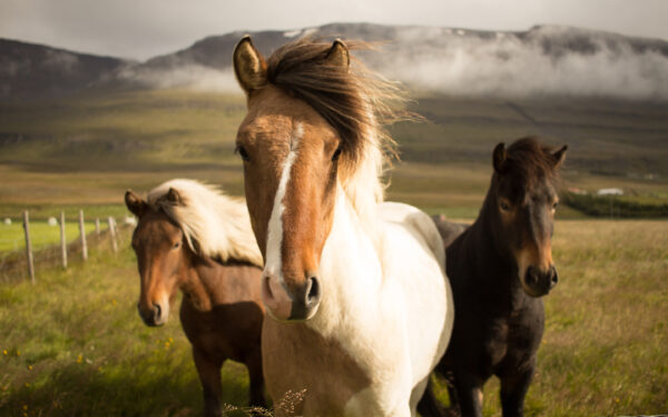 Wallpaper Iceland, Horses