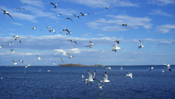 Wallpaper Birds