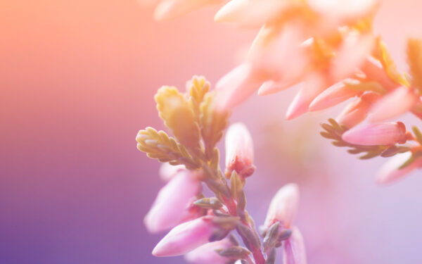 Wallpaper Morning, Blossom