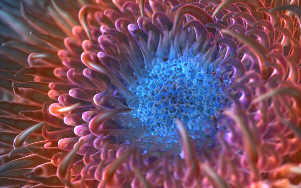 Wallpaper Anemone, Flower, Digital