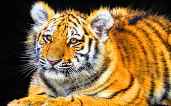 Wallpaper Tiger