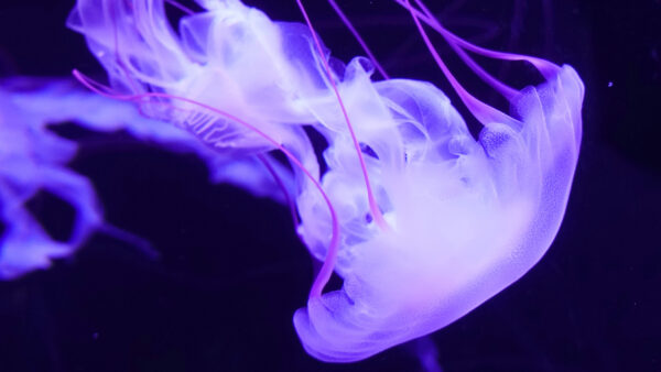 Wallpaper Jellyfish, Purple