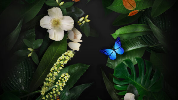Wallpaper Butterflies, Flowers