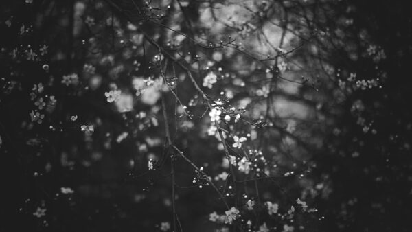 Wallpaper Flowers, Nighttime, Desktop, During, Aesthetic, Black, Tree