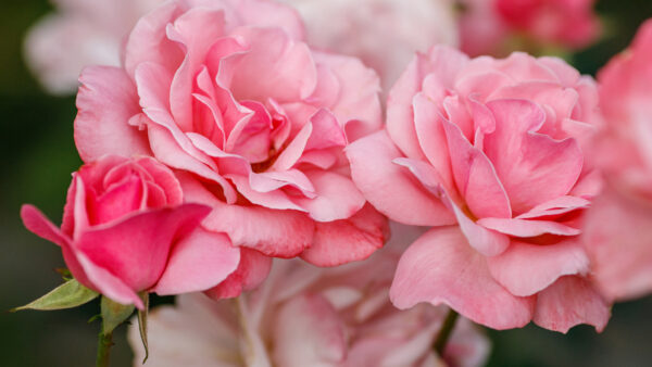 Wallpaper Rose, Pink, Background, Blur, Closeup, Flowers, Photo, Desktop