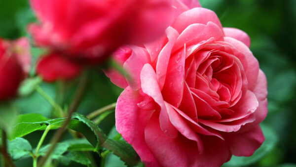 Wallpaper Pink, Rose, Water, Drops, Blur, Background, Flowers, With, Desktop, Green