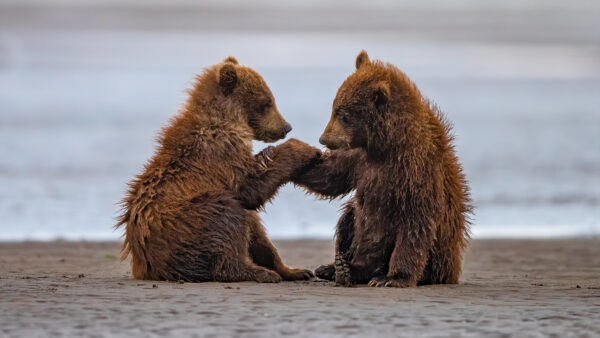 Wallpaper Are, Baby, Desktop, During, Background, Animals, Sitting, Water, Sand, Bears, Beach, Daytime, With, Two