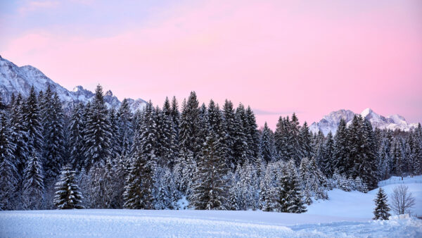 Wallpaper Snow, Nature, Phone, Mountains, Mobile, Landscape, Cool, 4k, Background, Trees, Pc, Images, Desktop, Wallpaper, Pink