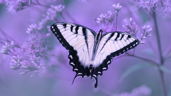 Wallpaper Butterfly, Purple, Butterly, Black, White, Light, Background, Desktop