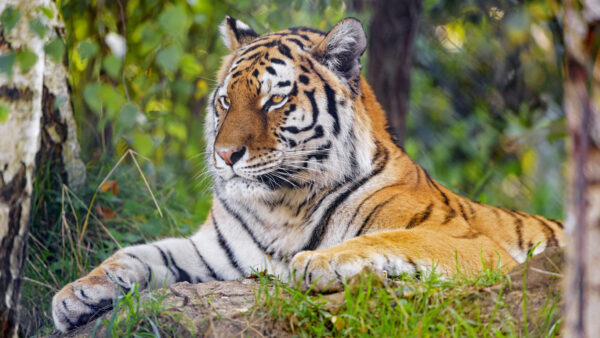 Wallpaper Tiger, Sitting, Animals, Green, Background, Rock, Blur