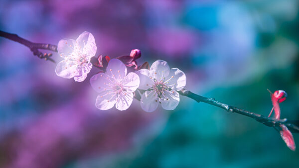 Wallpaper White, Turquoise, Background, Branch, Purple, Blossom, Flowers