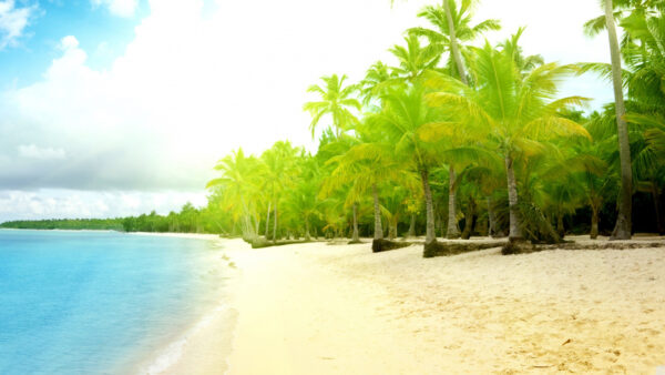 Wallpaper Under, Trees, White, Green, Palm, Sand, Beach, Desktop, Sky