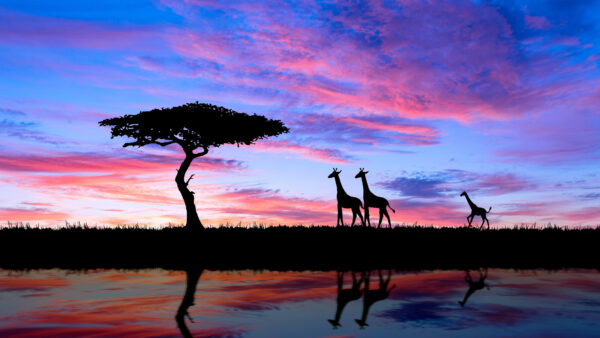 Wallpaper Silhouette, Tree, African, Animal, Giraffe, Africa, Sunset