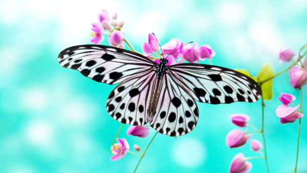 Wallpaper Pink, Butterfly, Background, Standing, Blur, Cute, With, Desktop, Flowers