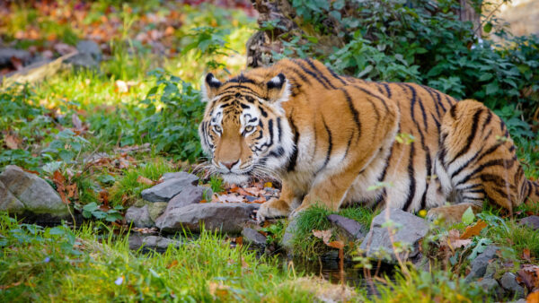 Wallpaper Stone, Tiger, Sitting, Animals, Near, Water, Desktop, Black