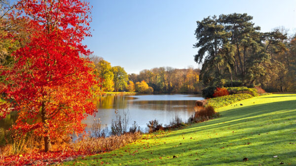 Wallpaper Desktop, Lake, Surrounded, Leaves, Nature, Autumn, Trees