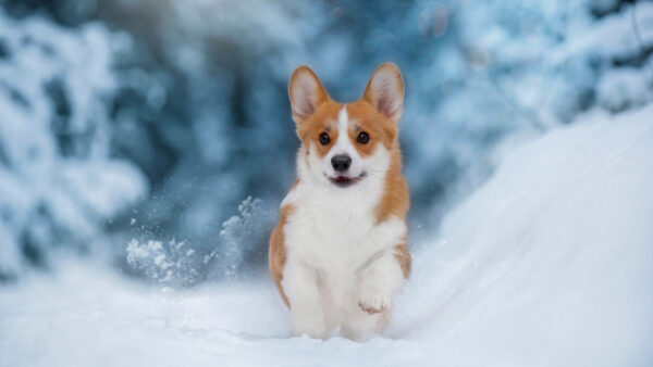 Wallpaper Brown, Background, Desktop, Dog, Walking, Blur, Field, Snow, White