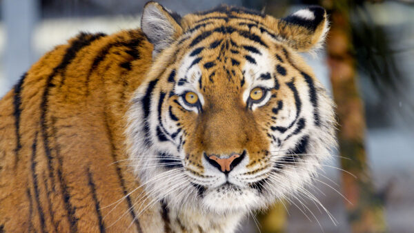 Wallpaper Background, Tiger, View, Blur, Desktop, Closeup