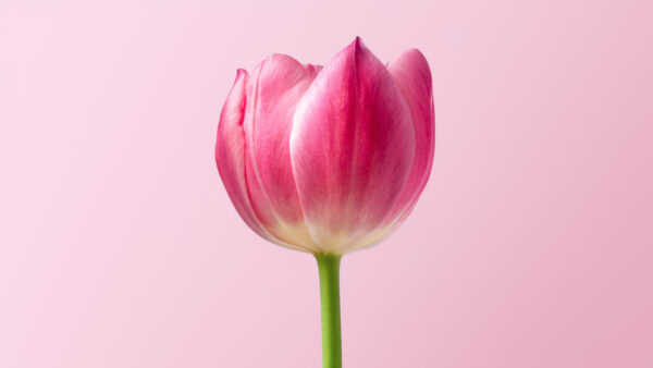 Wallpaper Background, With, Pink, Flowers, Desktop, Tulip, Single