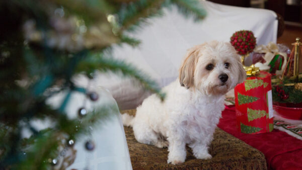 Wallpaper Desktop, Sitting, Christmas, Side, Puppy, Couch, View, Pet, White, Tree, Animals, With, Maltese, Shallow