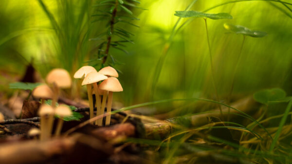 Wallpaper With, Shallow, Desktop, Mushroom, Nature, Greens, Leaves, Background, Macro